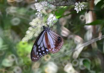綺麗な姿のとんぼ＆蝶々