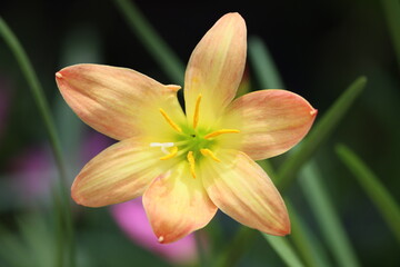 Fototapeta na wymiar Zephyranthes citrina, is a species of bulbous plant belong to the family Amaryllidaceae, native to Mexico.
