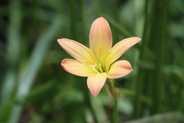 Fototapeta premium Zephyranthes citrina, is a species of bulbous plant belong to the family Amaryllidaceae, native to Mexico.
