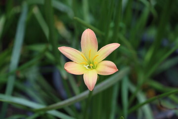 Zephyranthes citrina, is a species of bulbous plant belong to the family Amaryllidaceae, native to Mexico.
