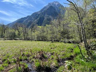 上高地 ヤマドリゼンマイ 山菜 長野県