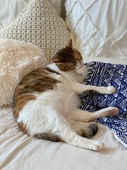 2 years old Ms. Macaron glooming her paws, lounging on the bed pillow, Japanese lady cat year 2022...