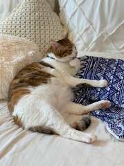 2 years old Ms. Macaron glooming her paws, lounging on the bed pillow, Japanese lady cat year 2022...