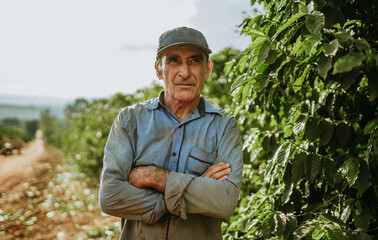 Latin man picking coffee beans on a sunny day. Coffee farmer is harvesting coffee berries. Brazil