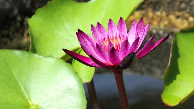 lotus   in pond  , outdoor  Chiangmai Thailand