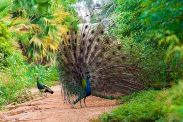 Fotobehang Dancing peacock © Naushad