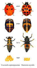 Seven-spot ladybird (ladybug), Coccinella septempunctata and Asian ladybird (ladybug), Harmonia axyridis (Coleoptera: Coccinellidae). Development stages - egg, larva, pupa, adult. Isolated on a white