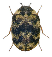 Skin beetle (larder, hide or leather, carpet, khapra), (Coleoptera: Dermestidae). Isolated on a white background - obrazy, fototapety, plakaty