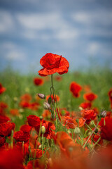 Obraz premium Mohnblume - Mohnblüte 