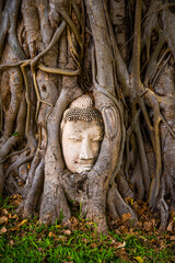 Wat Phra Mahathat temple with head statue trapped in bodhi tree in Phra Nakhon Si Ayutthaya, Thailand - obrazy, fototapety, plakaty
