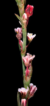 Polygonum Arenastrum (family Polygonaceae) Or Equal-leaved Knotgrass, Knotweed, Prostrate Knotweed, Mat Grass, Oval-leaf Knotweed, Stone Grass, Wiregrass, Door Weed. Isolated On A Black Background