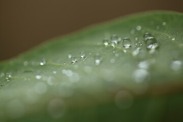 雨上がりの葉っぱについた水滴