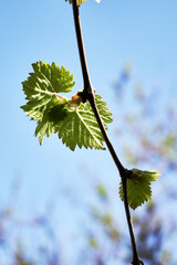 young budding leaves of grapes in the garden in spring