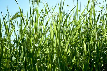 Obraz premium green grass close-up on a meadow against a blue sky background