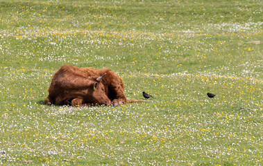 brown cow in the grass with crows