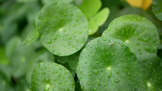 Rain drop on Centella asiatica leafs Is moving in nature