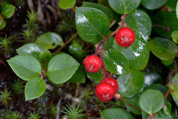 アカモノの実（北海道・大雪山）
