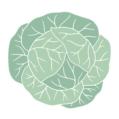 Green cabbage illustration on white