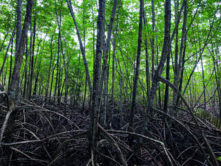 Mangrove forest or mangrove forest is a group of plant society that depends on the lowest tide and...