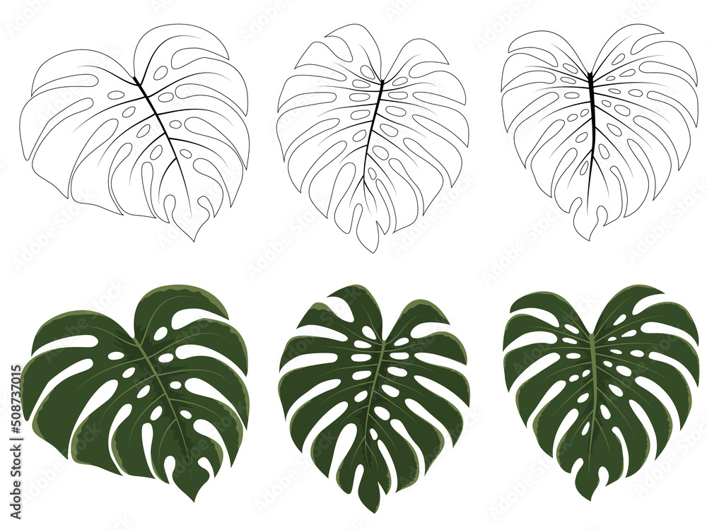 Wall mural tropical forest Monstera leaves