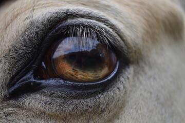 Fotografía del ojo de un caballo 