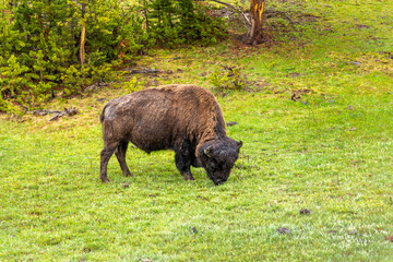 Bisons at the Yellowstone park are strictly protected