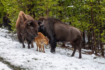 Bison family with young calf at the Yellowstone park