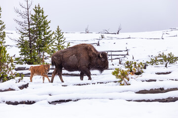 Bison family with young  calf at the Yellowstone park in Winter