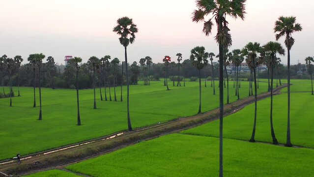 Dongtan Samkhok palm trees and rice fields during sunset in Pathum Thani, Bangkok, Thailand