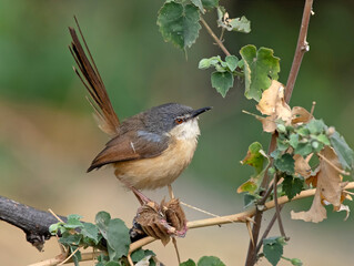 Ashy Prinia