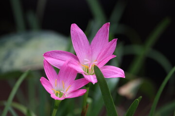 Cambodia. Zephyranthes minuta is a plant species very often referred to as Zephyranthes grandiflora, including in Flora of North America. Siem Reap province.