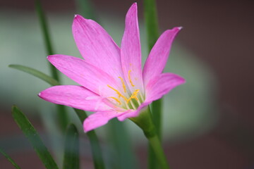 Cambodia. Zephyranthes minuta is a plant species very often referred to as Zephyranthes grandiflora, including in Flora of North America. Siem Reap province.