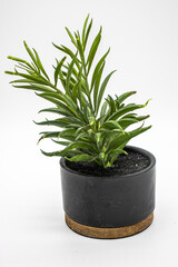 green plant in a pot