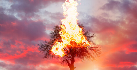 Burning Tree on fire at day with stormy sky