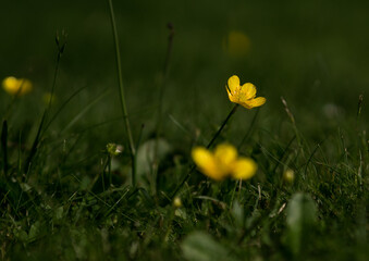 Flowers in a spring meadow