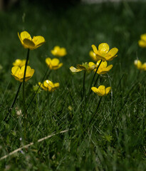 Flowers in a spring meadow
