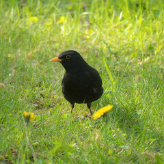 portrait of a blackbird