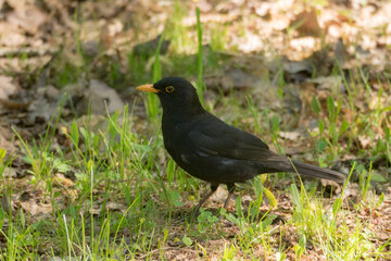 blackbird on green grass