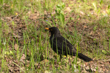 blackbird on green grass