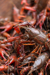 Live Crawfish Ready for Boiling
