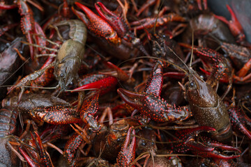 Live Crawfish Ready for Boiling