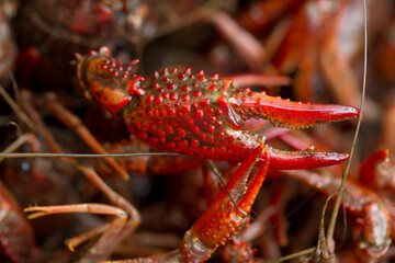 Live Crawfish Ready for Boiling