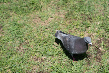 Pigeon on the grass