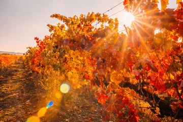Stoff pro Meter Bright autumn red orange yellow grapevine leaves at vineyard in warm sunset sunlight. Beautiful clusters of ripening grapes. Winemaking and organic fruit gardening. Close up. Selective focus. © panophotograph