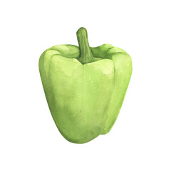 Green bell pepper. Watercolor illustration fresh vegetabl paprika cooking Isolated on white background. Art for design