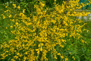 Cytisus scoparius, common broom or Scotch broom yellow flowers closeup