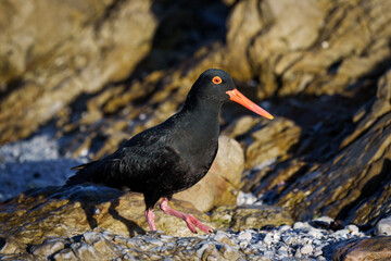 African oystercatcher or African black oystercatcher (Haematopus moquini) at Stony Point on the Whale Coast, Betty's Bay (Bettys Bay), Overberg,  Western Cape, South Africa