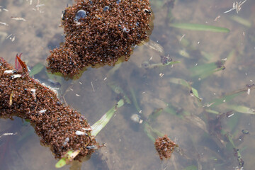 Floating Ants in a Flood