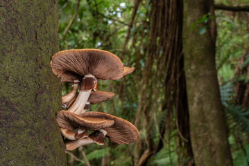 Fototapeta na wymiar Group of brown mushrooms, showing the underside of the cap with gills, growing on the trunk of a tree in dark, damp forest. Marlborough Sounds, New Zealand.