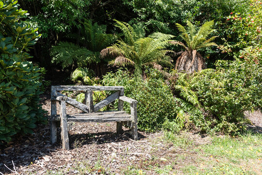 Old, Wooden Bench In A Garden With Young Tree Ferns, New Zealand.